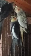 Korely