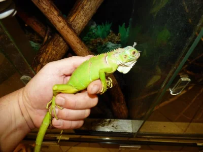 Leguán zelený (Iguana iguana)