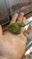 Rosnice běloretá (Litoria infrafrenata)