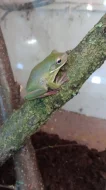 Rosnice běloretá (Litoria infrafrenata)