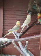 1,0 papoušek zpěvavý