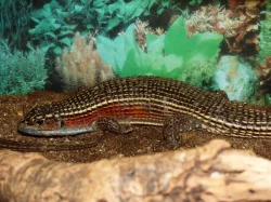 Ještěrkovec velký (Gerhosaurus major)