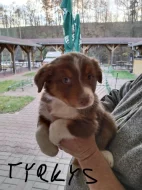 Australský ovčák bez PP