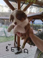 Australský ovčák bez PP