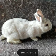 Prodám králíky Ččp.