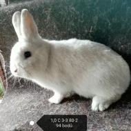 Prodám králíky Ččp.
