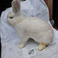 Prodám králíky Ččp.
