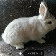 Prodám králíky Ččp.