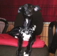 Whippetky 1 rok, 5 let.