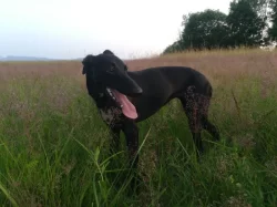 Whippetky 1 rok, 5 let.