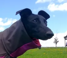 Whippetky 1 rok, 5 let.