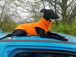 Whippetky 1 rok, 5 let.