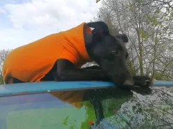 Whippetky 1 rok, 5 let.