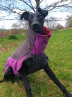 Whippetky 1 rok, 5 let.