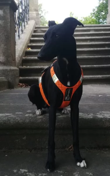 Whippetky 1 rok, 5 let.