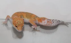 Gekončík noční (Eublepharis macularius)