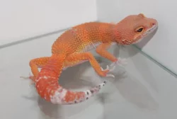Gekončík noční (Eublepharis macularius)