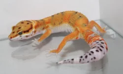 Gekončík noční (Eublepharis macularius)