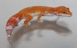 Gekončík noční (Eublepharis macularius)