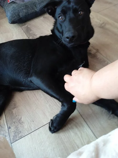 Nabízím roční fenku