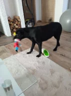 Nabízím roční fenku