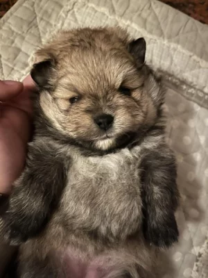 Pomeranian