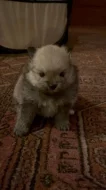 Pomeranian