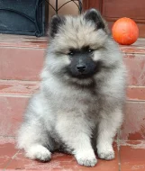 Německý špic vlčí / keeshond prodám štěňata s PP