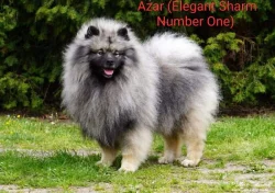 Německý špic vlčí / keeshond prodám štěňata s PP