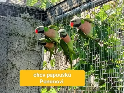 alexandr vousatý růžový - pár r.2023