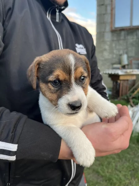 Jack Russell teriér