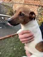 Jack Russell teriér