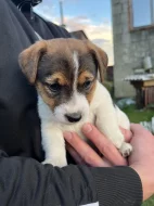 Jack Russell teriér