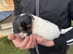 Jack Russell teriér