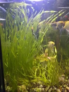 Jávský mech, valisnerie