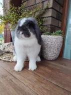 Anglický minilop, zakrslý králíček, beránek