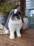 Anglický minilop, zakrslý králíček, beránek