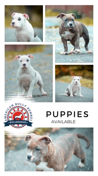 American Bully stěně pocket velikost