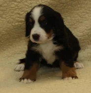 Bernský salašnický pes - štěňata