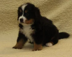 Bernský salašnický pes - štěňata