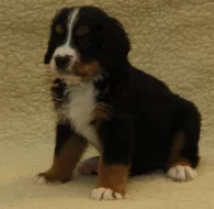 Bernský salašnický pes - štěňata