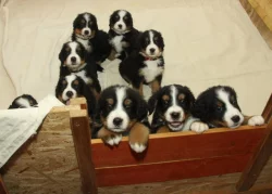 Bernský salašnický pes - štěňata