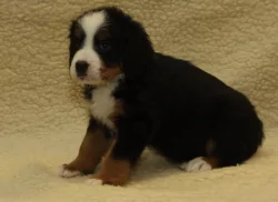 Bernský salašnický pes - štěňata