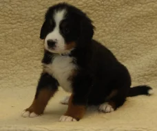 Bernský salašnický pes - štěňata