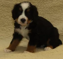 Bernský salašnický pes - štěňata
