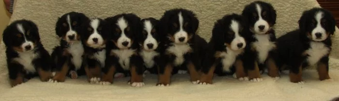 Bernský salašnický pes - štěňata
