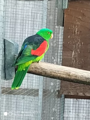 Papoušek cervenokridly