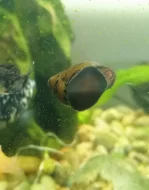 rybky pro začátečníka