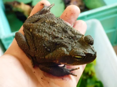 Ropucha obrovská (Rhinella marina)