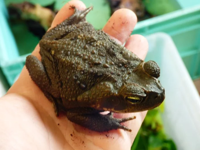 Ropucha obrovská (Rhinella marina)